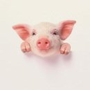 Pig 이미지