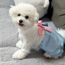 분홍강아지 | 다이소 강아지 추석 한복 사이즈와 재고 확인 장난감 후기