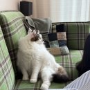 클루시브 | [사용기] 자켓 (wep, 러프사이드, sew)