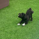 김포 애견호텔 애견유치원 꼬똥이네 이미지