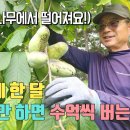 포포나무 200그루로 1억 벌기, 재배방법 알아보기(***-****-****) 세모포포 계룡산 구독자 1.17천명 이미지