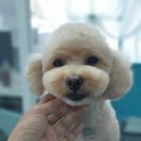 그 남자의 grooming # 공간 이미지