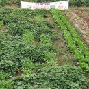 더 플로우 유치원 이미지