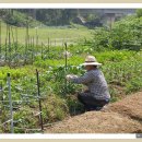 (20160528) 열무, 얼갈이 수확, 적양배추, 초석잠 모종 심기 이미지