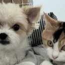 댕냥이 점빵 이미지