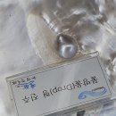 울산 울주 가볼만한곳 서생 해양박물관 어패류와 진주 구경