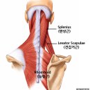 날개뼈 안쪽이 아프다면? 5분 견갑골·능형근 스트레칭. 이미지