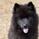 천동물병원 이미지