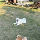 올레애견펜션 이미지