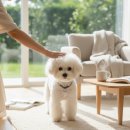 더 독 | 더독앤캣 닥터소프트 NEW 라인업 비프 사료 급여 후기