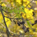 개산초등학교 이미지