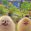 골든힐 | [공지] 골든힐폼 ㄱㄷㅎㅍ 블로그 업로드에 관하여..