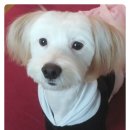 삐삐 펫살롱 이미지