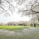 삼성골프장 이미지