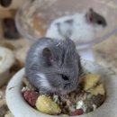 부산햄스터분양 행복햄 이미지