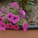 춘천여자고등학교 이미지