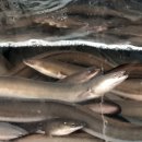 풍천장어 이미지