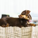 위즈동물병원 이미지