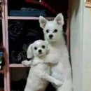 무등산호랭이 이미지