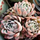 에코라인 이미지