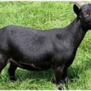 명품염소농장 이미지