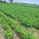 콩밭 이미지