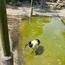 애화꽃식물원 밑 도로 | 차 | 자연이 좋아 [만좌모, 비세자키 해변, 동남식물원, 카피바라, 코하쿠이모 고구마 카페, 나하 국제...