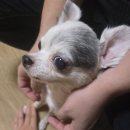 수림 농장 | 부산 사하구 점집 천을궁 / 신점 후기 리뷰 / 점집꿀팁 / 점집 질문리스트