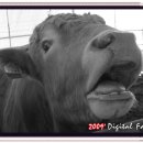 백자골농원 이미지