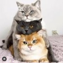 에코동물병원 이미지