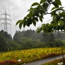 계룡산편백숲입구 이미지