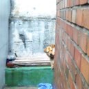 주인집