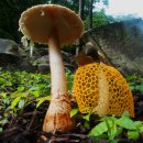 무등산버섯 이미지