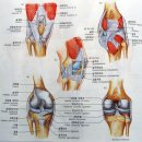 [건강] 관절의 구조 이미지
