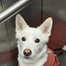 수원-1798 | [디어테일&amp;50K] 수원스타필드 애견동반 가능 카페 유치원 방문 후기(카페 이용은 중형견, 대형견도 가능!)