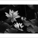 송해면-4 이미지