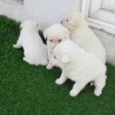 순수진돗개 Daum카페