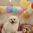 일산애견호텔 애견유치원 맘바이 일산점 이미지