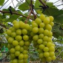 송현농장 이미지