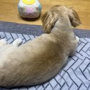 핫!Dog | 거제 옥포 애견미용 핫DOG | 핫도그애견미용 가격
