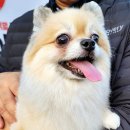 주주펫 살롱 이미지