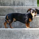닥스훈트(DACHS HUND) 이미지