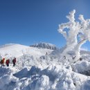 한라산 눈꽃을 보며 신선의 세계를 걷다. 폭설내린 한라산 눈폭탄 맞은 윗세오름 윗세오름 상고대 이미지