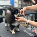 킴스애견미용학원