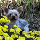 꽃보다 이쁘개 이미지