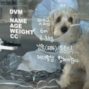 웰니스동물병원 스타필드 고양 이미지