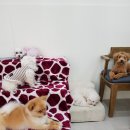 뿡뿡애견호텔 이미지