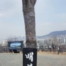 서울 동대문구 배봉산 이미지