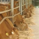 한우번식축산 이미지