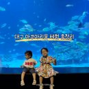 잠수함속토끼 | 대구 아쿠아리움 특별전 인어쇼 공연시간 포토존 먹이주기 체험 총정리